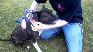 Tilly at RSPCA Sheffield