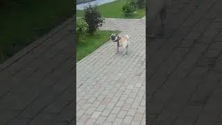 #мопс #собака #забавные #животные #собаки