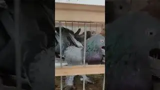 ЯРМАРКА ГОЛУБЕЙ ЧЕЧНЯ