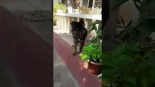 German shepherd puppy arrives at her new home