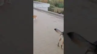 Нападение корги