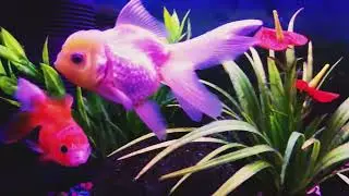 AQUARIUM HOME GOLDFISH