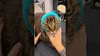 Груминг Мейн-Куна с большой головой