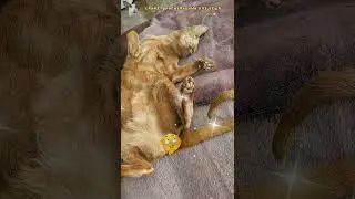 Эстафета задалась 😺✌🏻 #shorts #cat #funny #comedy #cute