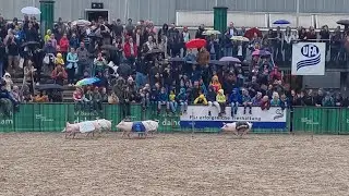 Carrera de cerditos en la OLMA de St. Gallen