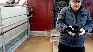 Отправить