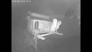 Happy 10 Week Birthday #OwletMin.  See Descrpt For Progress Clips.  Owl Box OSC - 6/19/23 - 8:51 pm