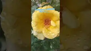 Доброе утро,хорошего дня открытки на каждый день #открытка #доброеутро #видеооткрытка #доброеутречко