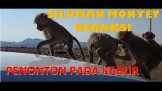 Siluman Monyet Terlihat di Padang Pasir