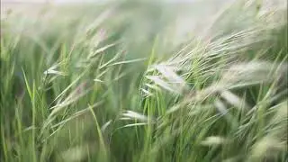 RŮDE - Breeze
