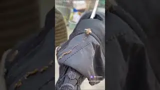 Неправильные пчёлы....