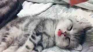 Baby Cat Sleepy Yabjsh