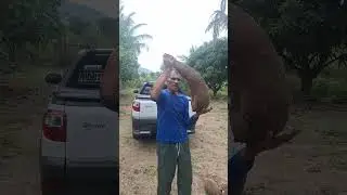 UMA MACAXEIRA COM MAIS DE 9 QUILO