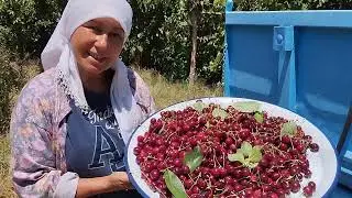Kiraz kurusu nasıl yapılır / köy hayatı sevenler buraya