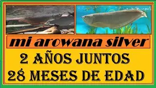 -----   Mi AROWANA SILVER   -------            ( 2 años juntos )
