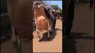 Vaca Lechera JERSEY🥛🔥#shortsvideo #cow