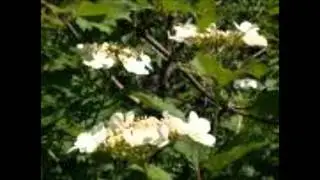 Фристайл - Цветёт калина