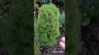 Клещ на Конике. Чем обработать от клеща?