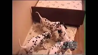 Щены. Один шаг в прошлую жизнь.