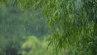 Relaxing Sleep Music  Rain Sound - Deep Sleeping Music