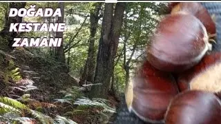 Doğada Kestane zamanı. #kestane #doğa