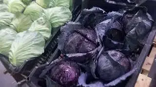 February 26, 2022 Price for Uzbek Cabbage, Food City Market 2 - crossdock 🛎👍