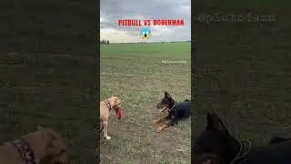 Pitbull Dog  and Doberman Dog Playing 🔥🔥 