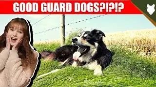 ARE BORDER COLLIE GOOD GUARD DOGS?