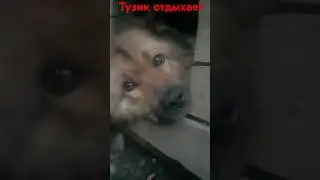 Тузик отдыхает (#СобакаТузиксновавделе). #ОПЕРАТОР @dj_shorts_official2