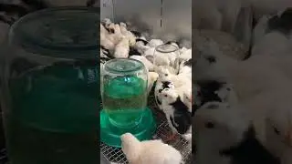 ЦЫПЛЯТА НА СЕТКЕ ! 20.07.2024 год.