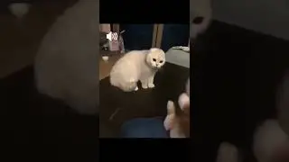 Video Kucing Lucu #3 #short #shorts #shortvideo #shortsvideo #shortfeed
