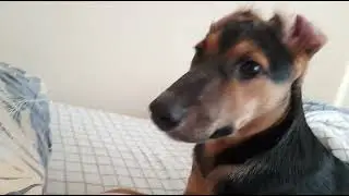 лежебоки