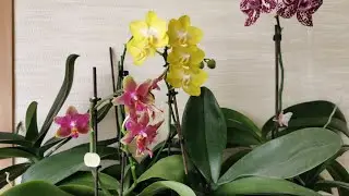 Орхидеи цветущие на лоджии в мае 🌸Часть 3.