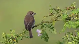 Colección de vídeos de aves con la Nikon Z 8