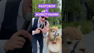 Ведущий на свадьбе разговаривает с животными #ведущийнасвадьбумосква #свадьба #юмор  #ведущиймосква