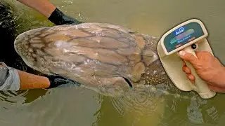 The OLDEST FISH in the River!!