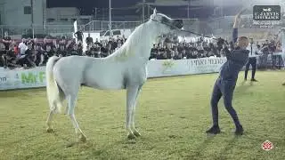 Iksal Arabian Horse Show 2024   SSC