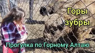 Поездка в горы! Республика Алтай! Зубры беловежские))