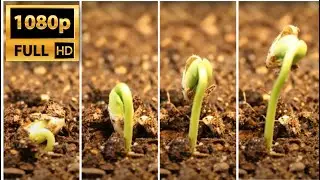 Bean germination