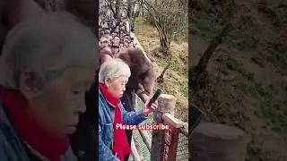 #funnymonkey #funny #subscribe