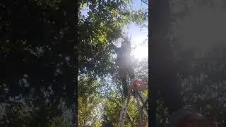 Сбор яблок