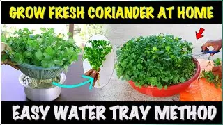 How to Grow CORIANDER in Water | Easy Hydroponic Tray Method