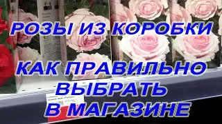 Розы из коробки Как правильно выбрать в магазине