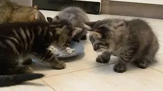 Котейки кушают