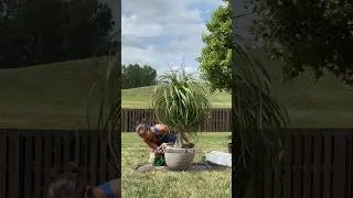 A huge pony tail palm repot! 