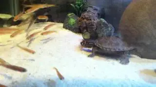 Mississippi Map Turtle - Catches / Eats a Minnow, NOM NOM!!