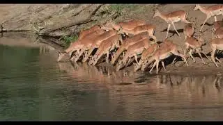 Amazing hunting #  crocodile hunting impal