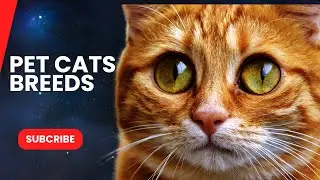 Discovering Cat Breeds from Around the World 🐾 | Your Ultimate Guide to Feline Friends