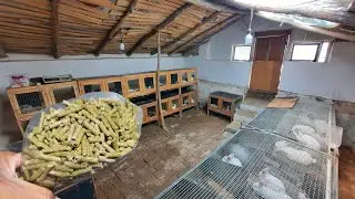 Қуёнларни кунлик емлаш