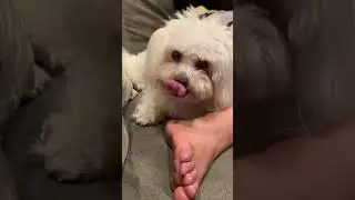 Dog lick feet /slaves dream life 😍